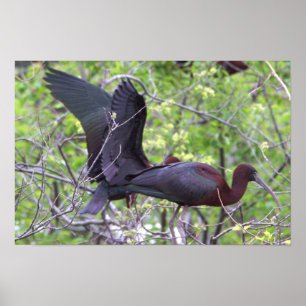 Glossy Ibis Poster
