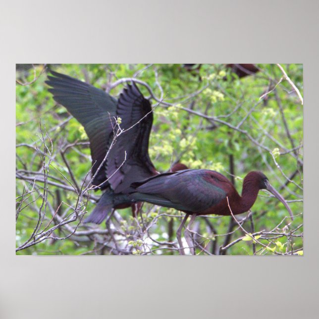 Glossy Ibis Poster (Front)