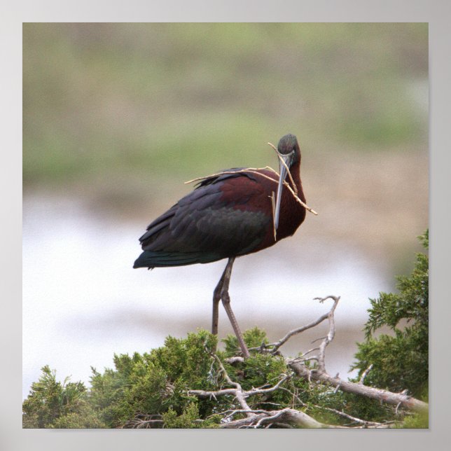 Glossy Ibis Poster (Front)