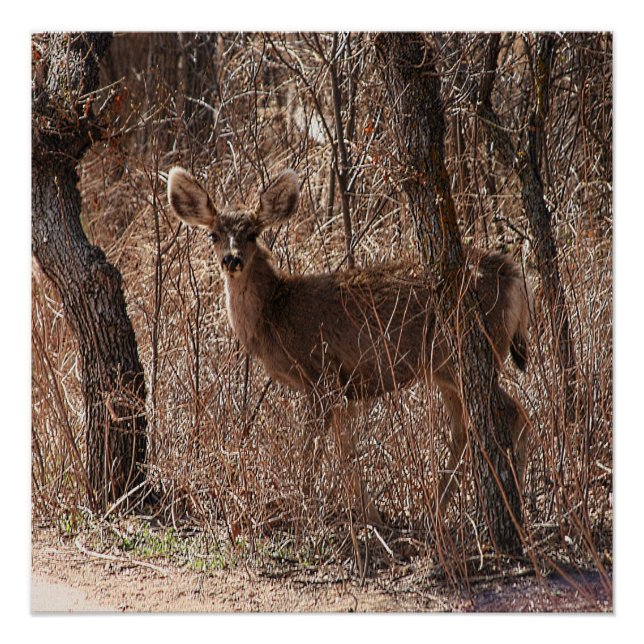 Glossy Poster (Front)