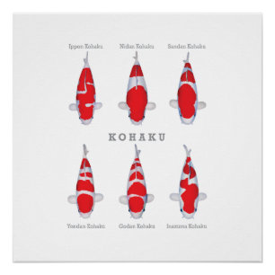 Glossy Poster Kohaku Carp Collection