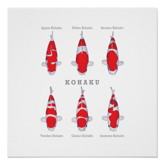 Glossy Poster Kohaku Carp Collection (Front)
