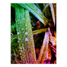 Glossy poster, splash colours raindrops on leaves.