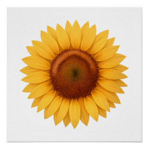 Glossy Poster - Sunflower