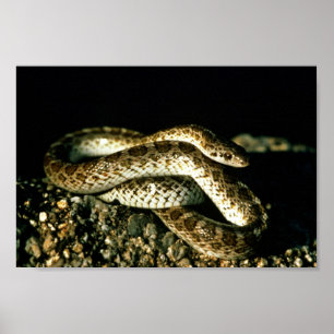 Glossy Snake Poster