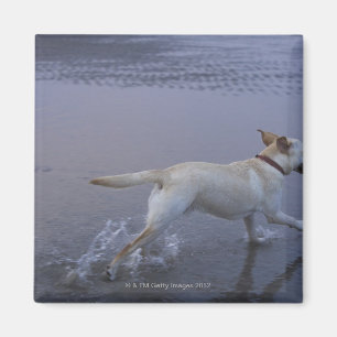 Gloucester, Massachusetts, USA Magnet