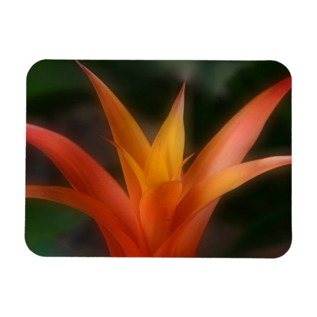 Glowing Bromeliad Magnet (Horizontal)