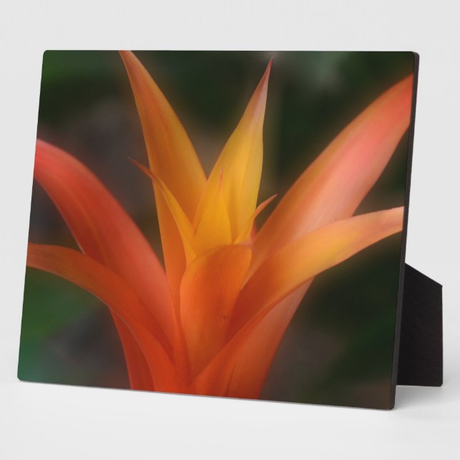 Glowing Bromeliad Plaque (Side)