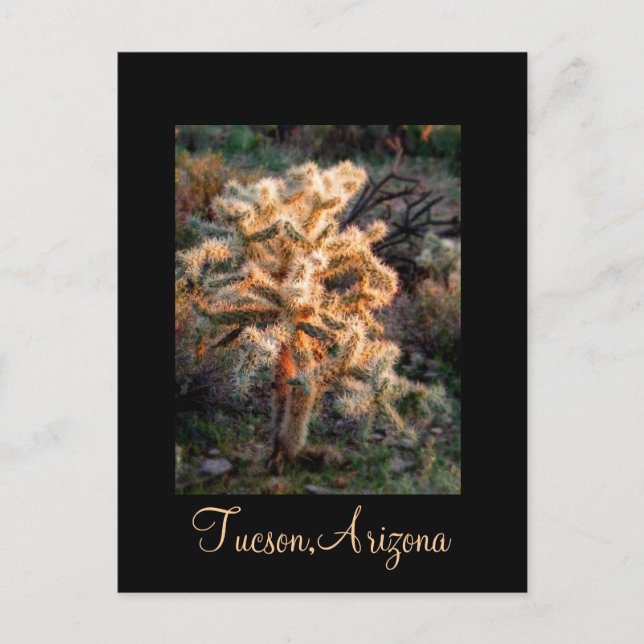 Glowing Cholla Tucson, Arizona Postcard (Front)