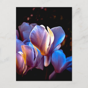 Glowing Cyclamen Flowers, Charleston SC Photo Postcard