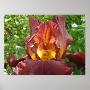 Glowing Flower Red Yellow Iris Garden art prints