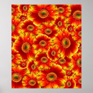 Glowing Gerbera Daisies Poster