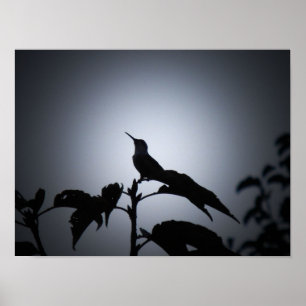 Glowing Hummingbird Silhouette Poster