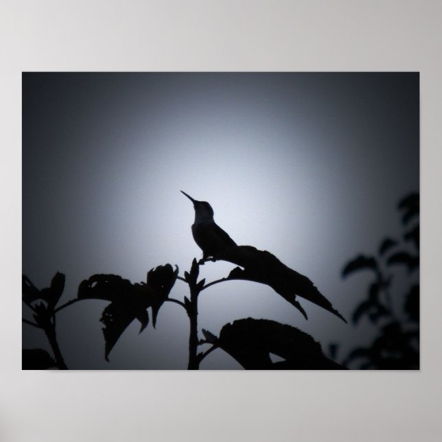 Glowing Hummingbird Silhouette Poster (Front)