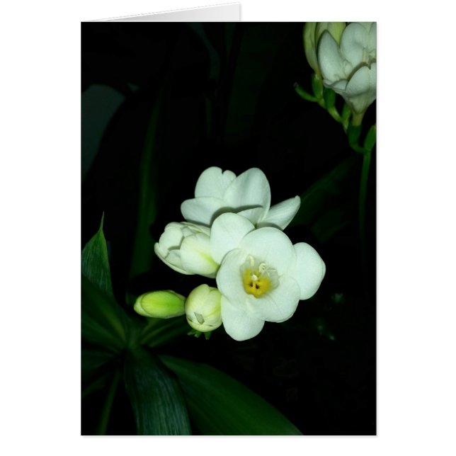 glowing in the dark (Front)