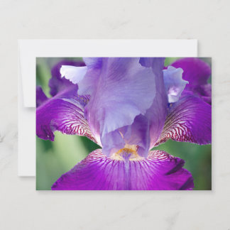 Glowing Iris Nature / Floral / Botanical Photo Postcard