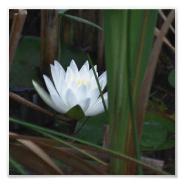 Glowing Lotus Water Lily Flower 8x8 Photo Print (Front)