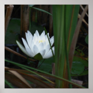 Glowing Lotus Water Lily Flower Poster