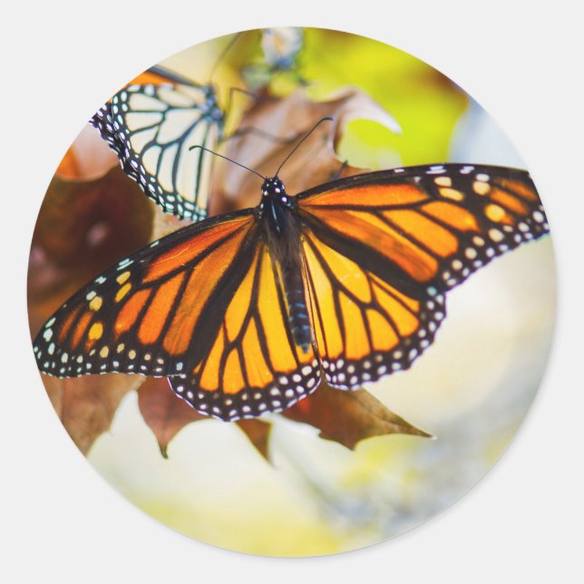 Glowing Monarch Sticker (Front)