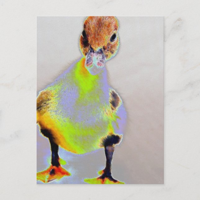 Glowing Muscovy Postcard (Front)