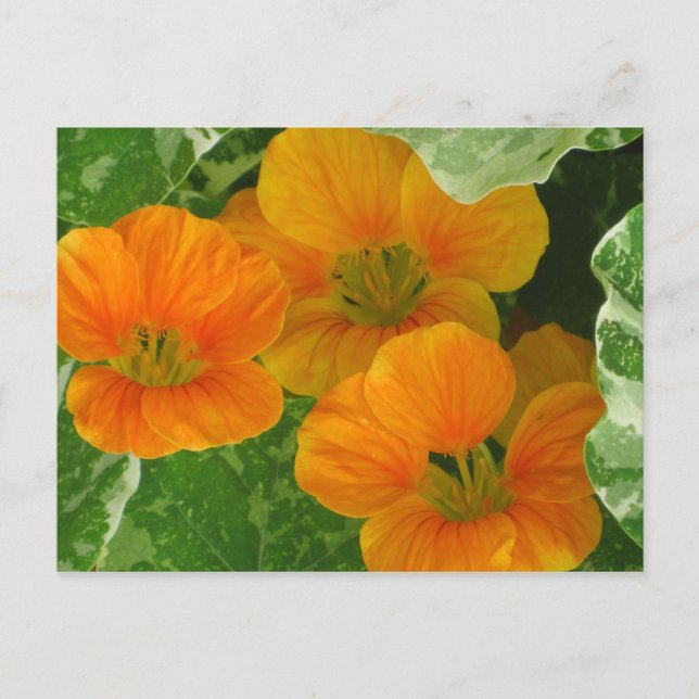 Glowing Nasturtiums Postcard (Front)