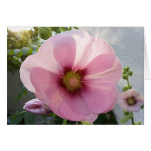 Glowing Pink Hollyhock Flower Blank Card