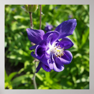 glowing purple flower poster