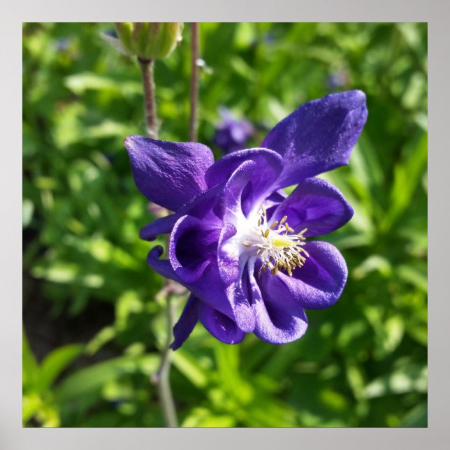 glowing purple flower poster (Front)