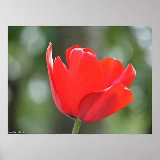 Glowing Red Tulip Poster (Front)