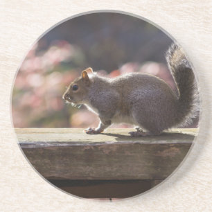 Glowing Squirrel Coaster