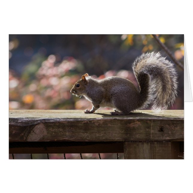 Glowing Squirrel Greeting Card (Front Horizontal)
