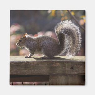 Glowing Squirrel Magnet