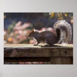 Glowing Squirrel Poster