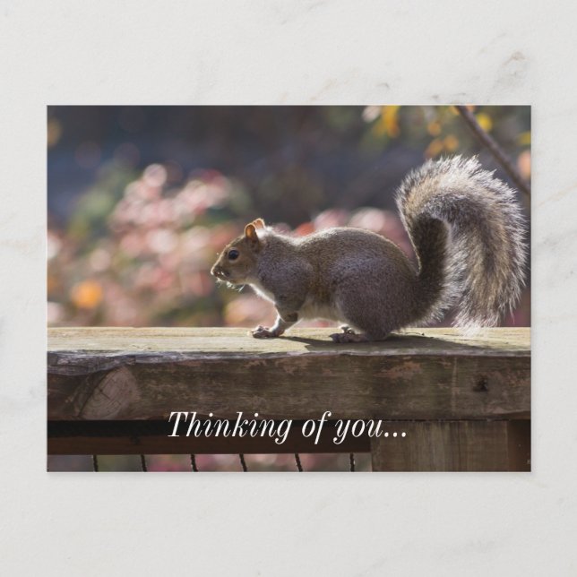 Glowing Squirrel Thinking Of You Postcard (Front)