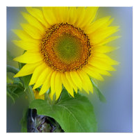 glowing sunflower