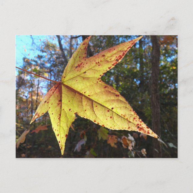 Glowing Sweetgum Leaf in the Forest Postcard (Front)