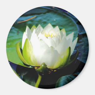 Glowing White Lotus Magnet