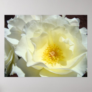Glowing White Yellow Rose Flower Fine Art Prints