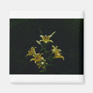 Glowing Yellow Daylilys, Tom Wurl Magnet