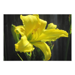 Glowing Yellow Lily Photo Print