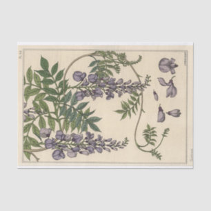 Glycine, Eugene Grasset Botany Series Tissue Paper