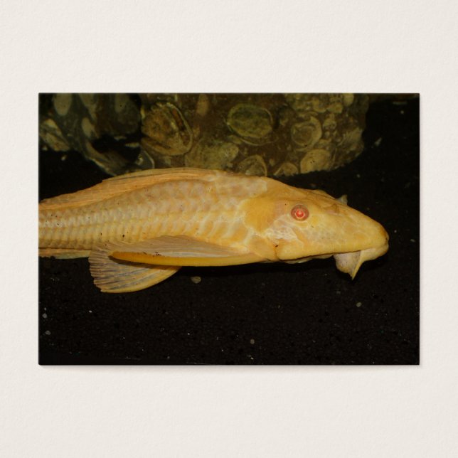 Glyptoperichthys gibbiceps (Front)