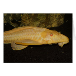 Glyptoperichthys gibbiceps