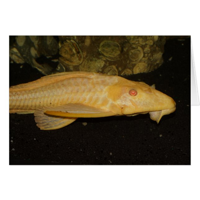 Glyptoperichthys gibbiceps (Front Horizontal)