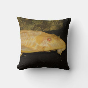 Glyptoperichthys gibbiceps cushion
