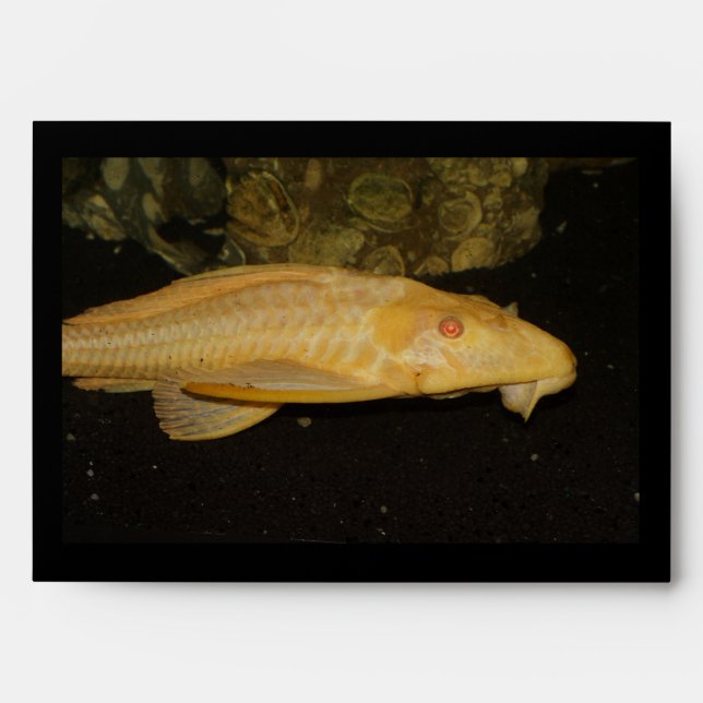 Glyptoperichthys gibbiceps envelopes (Front)
