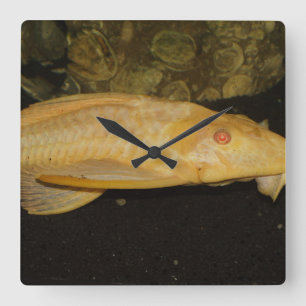 Glyptoperichthys gibbiceps square wall clock