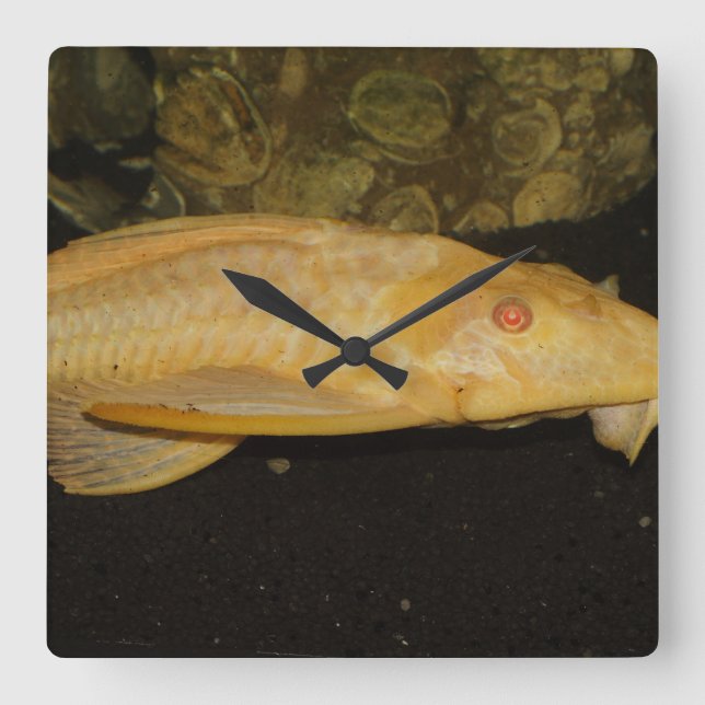 Glyptoperichthys gibbiceps square wall clock (Front)
