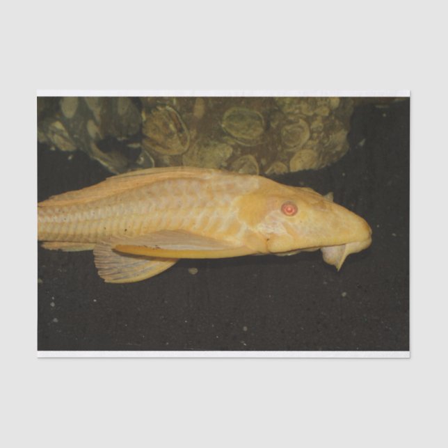 Glyptoperichthys gibbiceps tissue paper (Front)