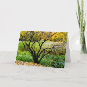 Gnarled Autumn Karelian Birch Tree Thank You Card
